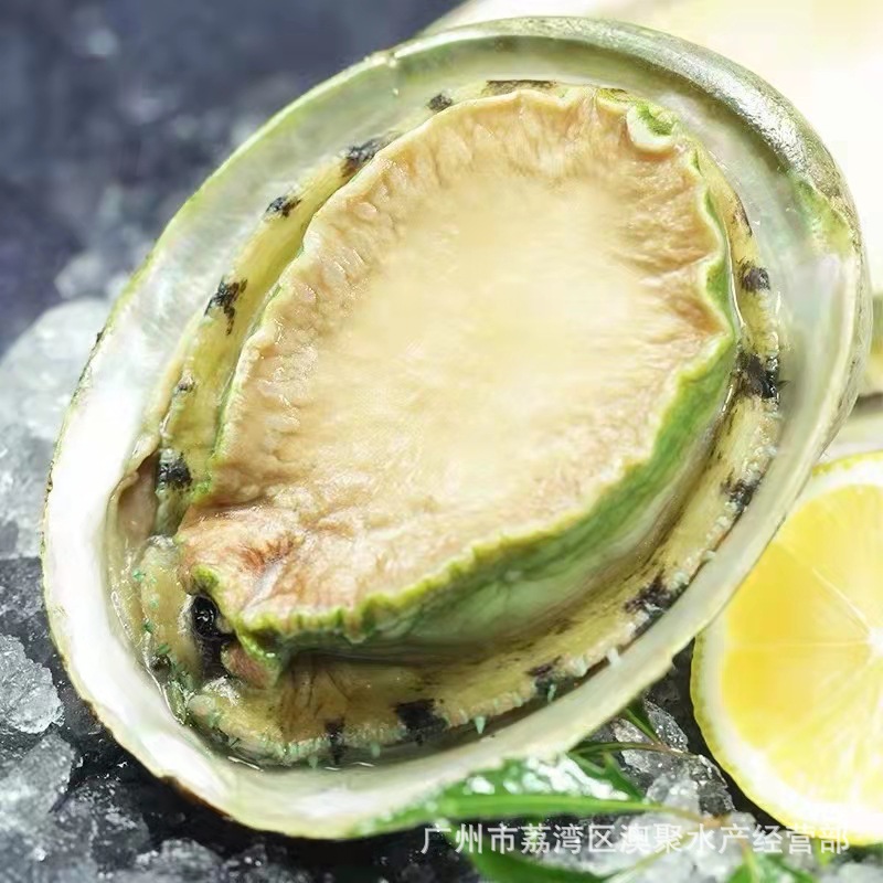 冷冻鲍鱼"澳洲青边鲍"生冻大鲍鱼 刺身即食 摆盘 日料 价格按斤