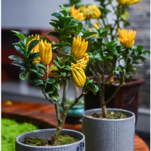 佛手树苗盆栽带果金华佛手柑盆景可食用植物阳台庭院花卉绿植好养