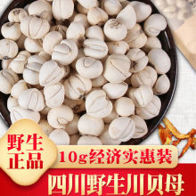 川贝母500g 川贝母粉种植川贝10g 松贝 平贝母