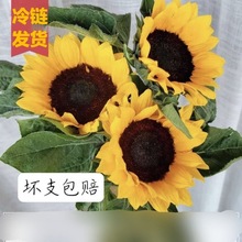 向日葵鲜花云南中大水养鲜切花节日生日礼花期长办公自养一件批发