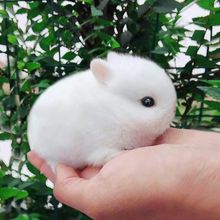 肉兔子活物小兔子活体侏儒兔迷你长不大垂耳小型宠物兔子小白兔