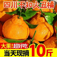 四川不知火丑橘新鲜橘子当季水果桔子柑橘整箱10斤批发现摘
