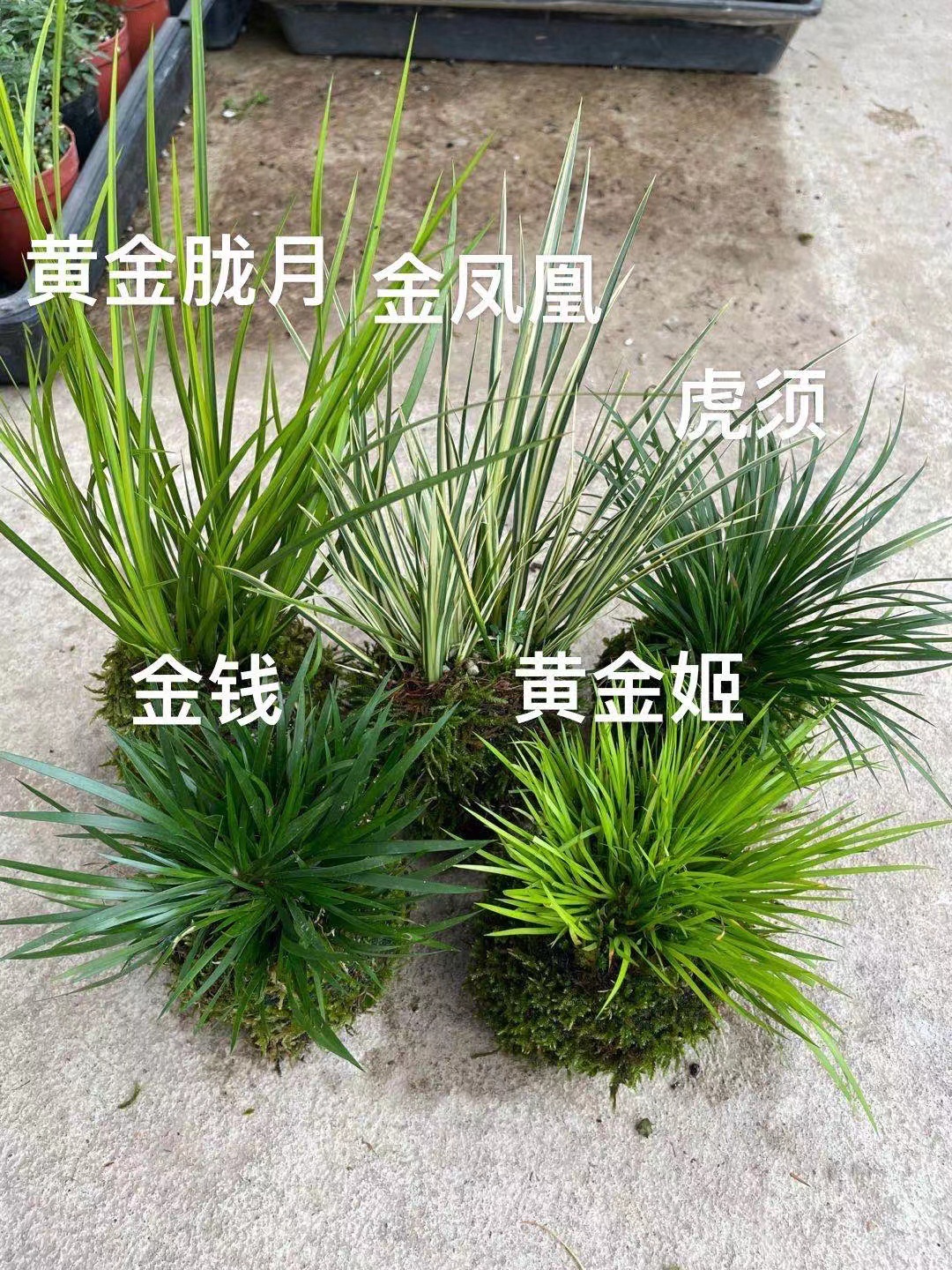 基地直供 批发菖蒲 金凤凰 黄金胧月 虎须 天鹅绒 黄金姬 金钱
