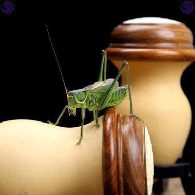 蝈蝈过冬罐子葫芦蝈蝈葫芦叫罐鸡心蝈蝈葫芦口盖葫芦配件大全蝈.