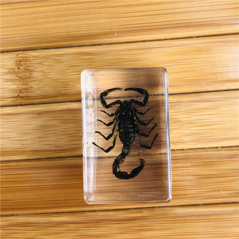 高透明真昆虫饰品景区纪念品 创意新款亚克力滴胶蝎子标本摆件