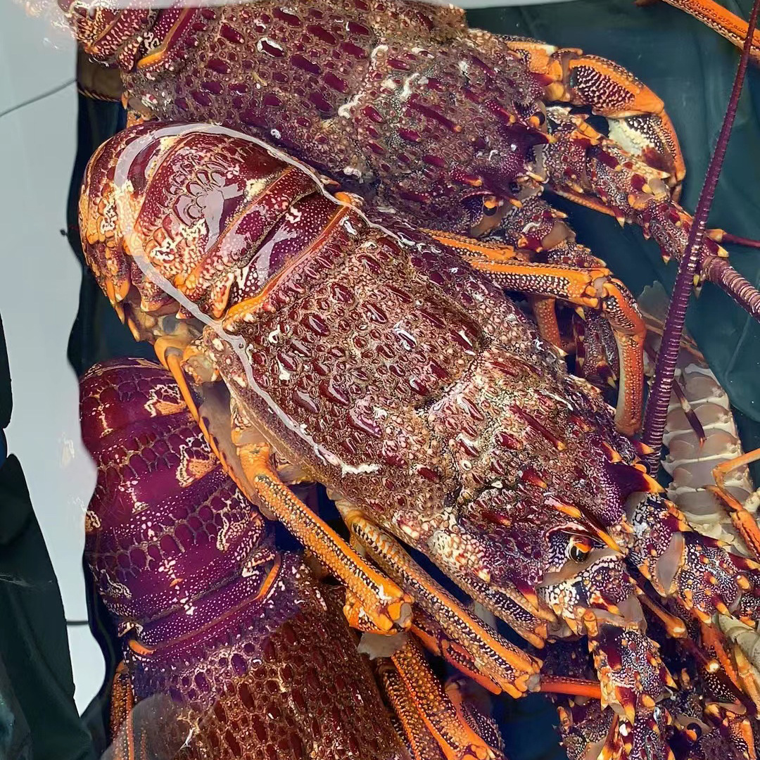 澳龙活冻特大澳洲龙虾红龙奥龙广州黄沙鲜活冷冻海鲜批发酒楼商用