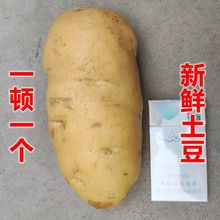 年新出新鲜土豆马铃薯洋芋山东黄心大土豆批发斤斤