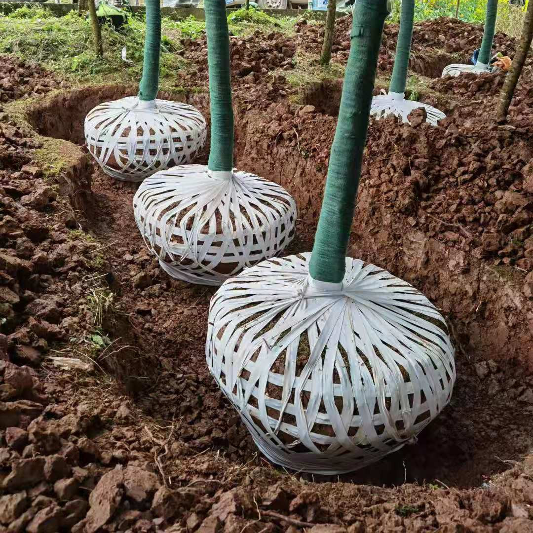 广东供园林绿化土球捆扎布条 白色无纺布强拉不断绿化布绳-阿里巴巴