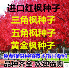 进口美国红枫种子秋火焰种子四季红日本红枫种子黄金枫种子