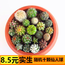 实生仙人球小苗随机套餐星兜多肉植物盆栽仙人掌开花绯花玉鸾凤玉