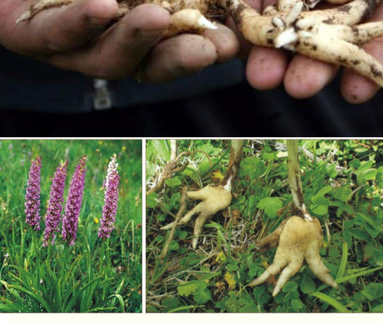 西藏 手掌参 中药材 佛手参 手儿参 原产地 200g罐装批发