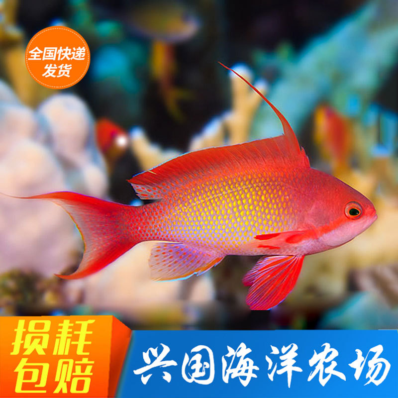 金花宝石 海水鱼海金鱼活体宠物黄背紫色印尼进口紫罗蓝群养群游