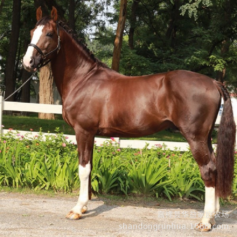 自贡伊犁马三河马河曲马蒙古马阿拉伯马华益养马场