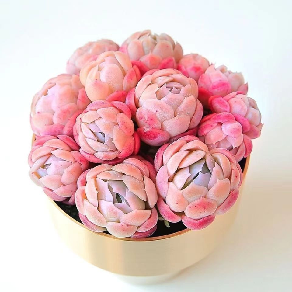 胭脂奶油贝瑞群生云南多肉老桩双子贝瑞多肉植物萌肉肉四季盆栽