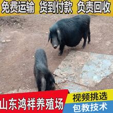 山东大型种猪繁育基地 现货出售高产藏香猪种猪 包运输 种猪批发