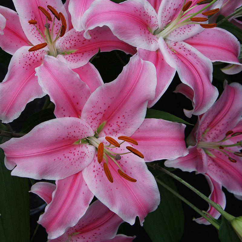 索邦百合种球新球多年生香水百合花种宿根对版包活东方百合独立站