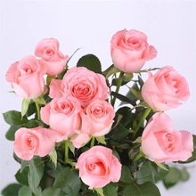 一件代发戴安娜 月季小苗 玫瑰切花四季粉色多头淡香庭院阳台盆栽