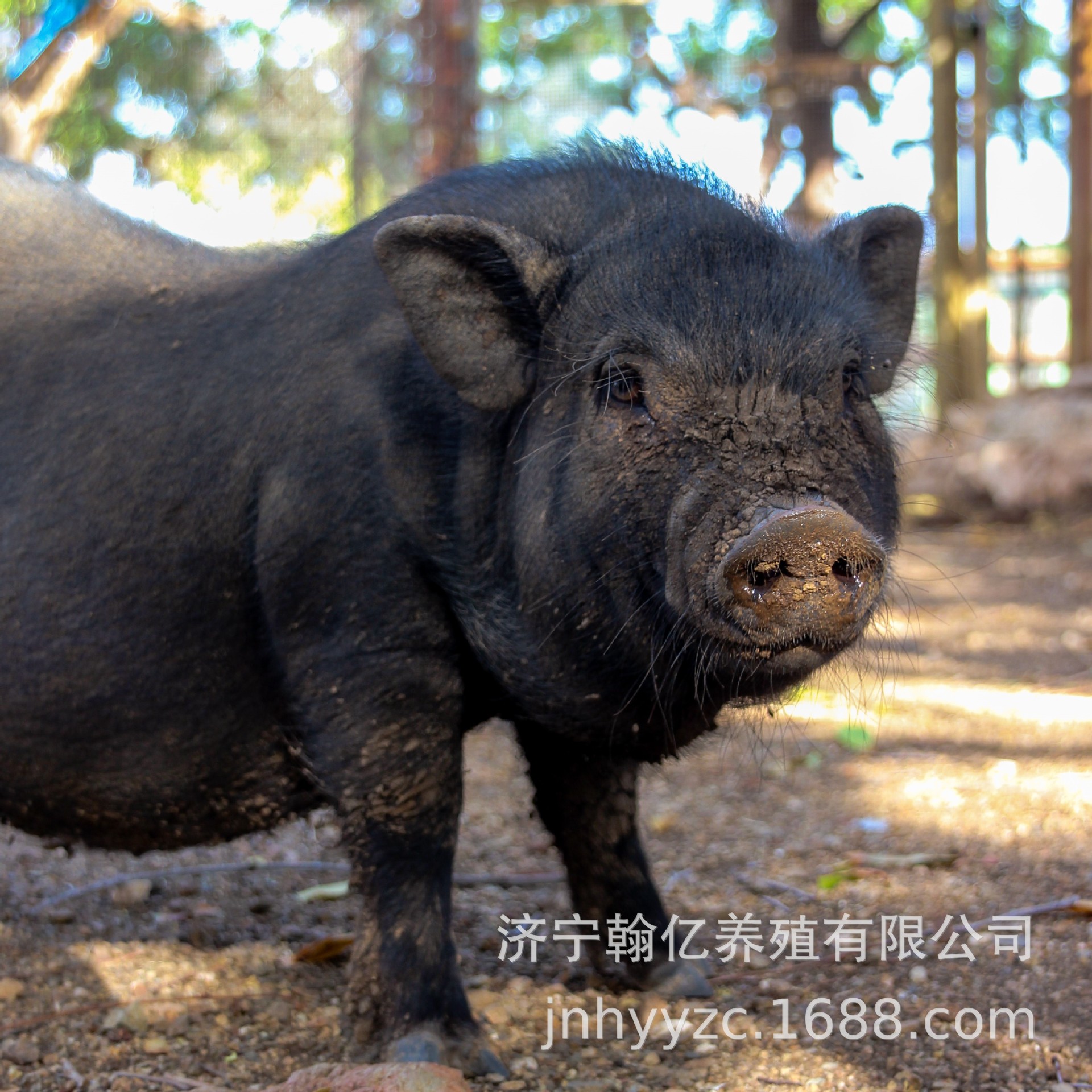 0成交0件嘉祥县汇旭养殖场8年纯种巴马香猪种苗价格散养