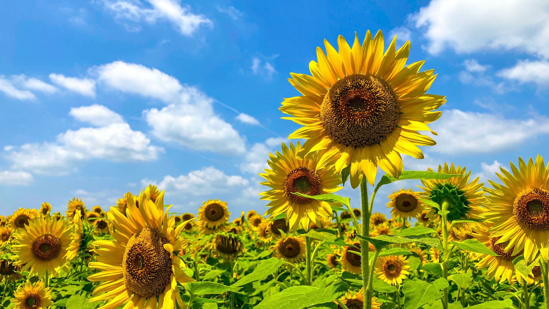 简约北欧小清新唯美大自然风景向日葵横版床头钻石贴钻十字绣代发