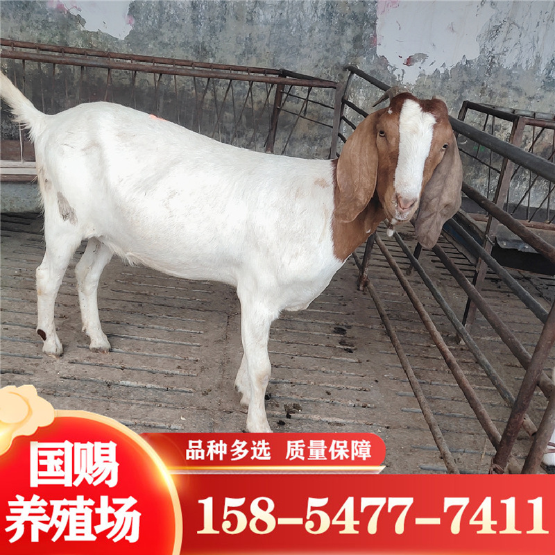 小尾寒羊 波尔山羊 白山羊羊羔 肉羊品种 可送货 货到付款-阿里巴巴