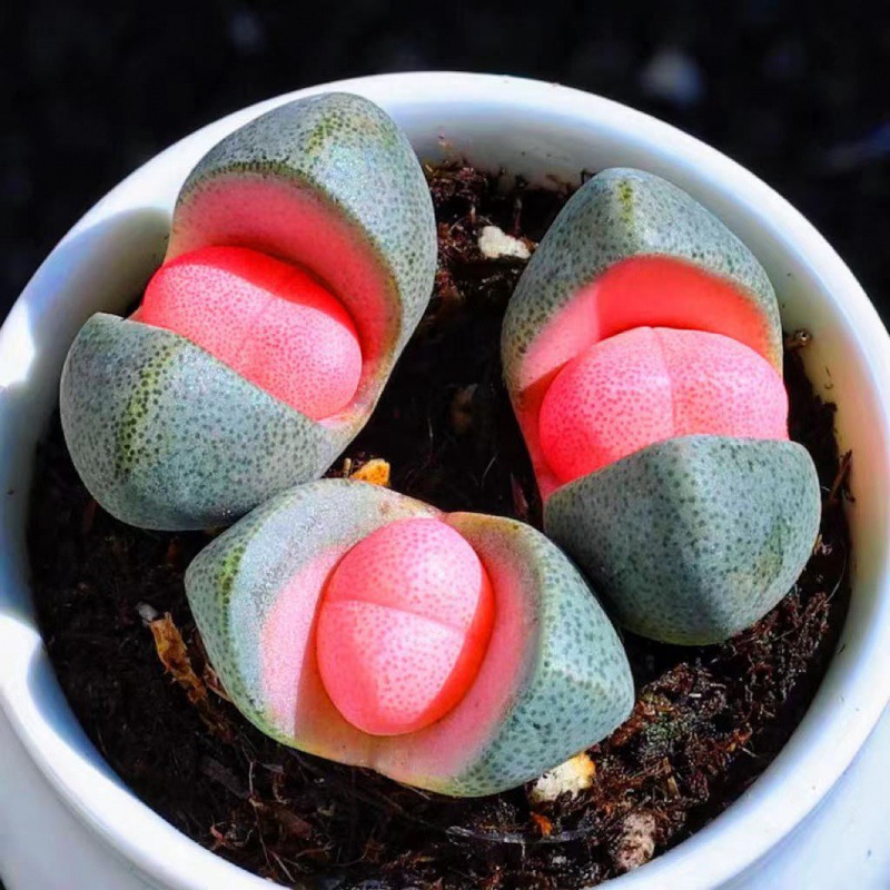 粉元宝帝玉多肉开花植物紫帝玉绿帝玉招财花卉盆栽室内阳台桌面