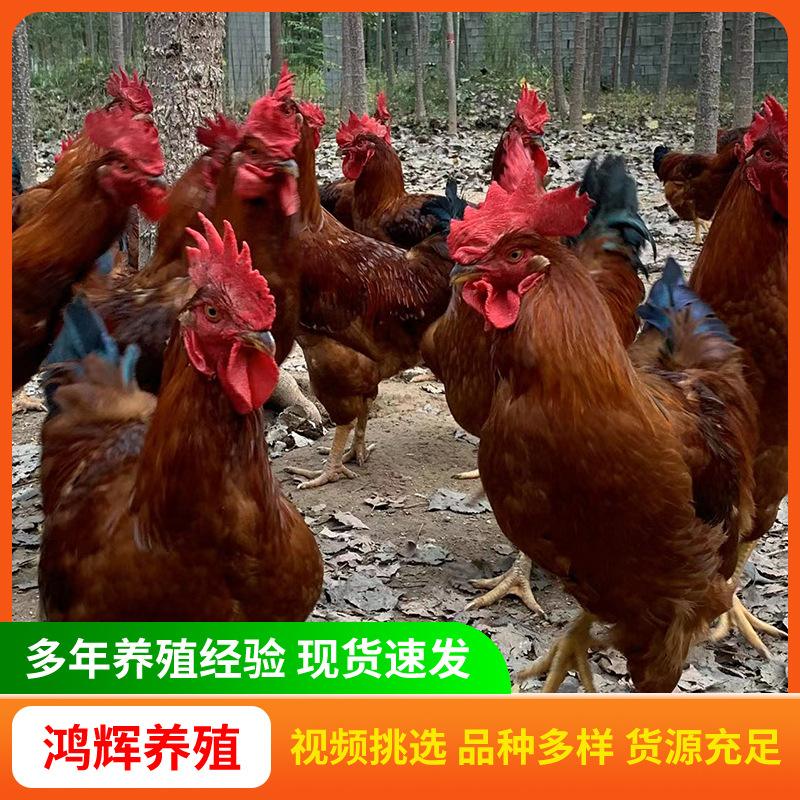 半斤纯种九斤红公鸡苗出售农村散养大红公鸡幼苗脱温红玉公鸡苗