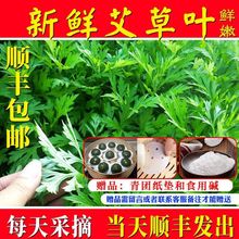 新鲜食用艾叶野菜青团糍粑清明果嫩艾叶艾蒿艾米果现摘食用农产品