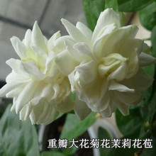 一件代发大花型重瓣菊花茉莉苗虎头茉莉花白色茉莉花好养易活四季