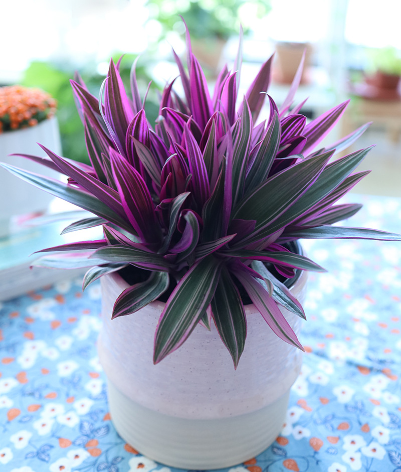 油画婚礼吊兰纱锦胭脂云紫露草室内阳台盆栽绿植粉紫色观叶植物