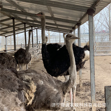 鸵鸟养殖场 出售成年观赏鸵鸟活体 鸵鸟苗饲养方法 供应鸵鸟蛋肉