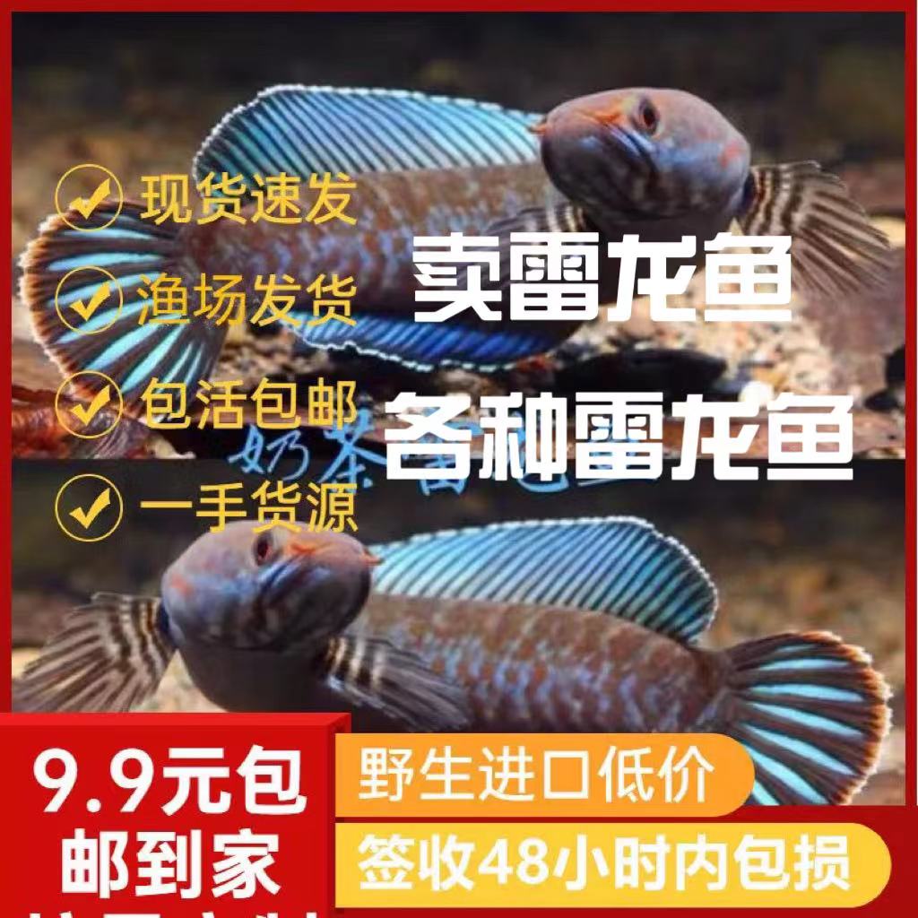 进口阿萨姆蓝帆奶茶雷龙鱼酒红七彩火背血斑一型雷龙鱼观赏鱼