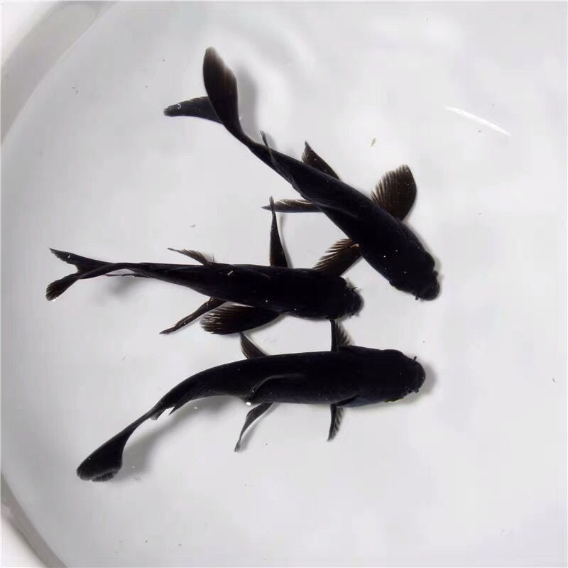 纯种黑金龙凤锦鲤镇宅辟邪风水鱼活体易养好活渔场直销乌金冷水鱼