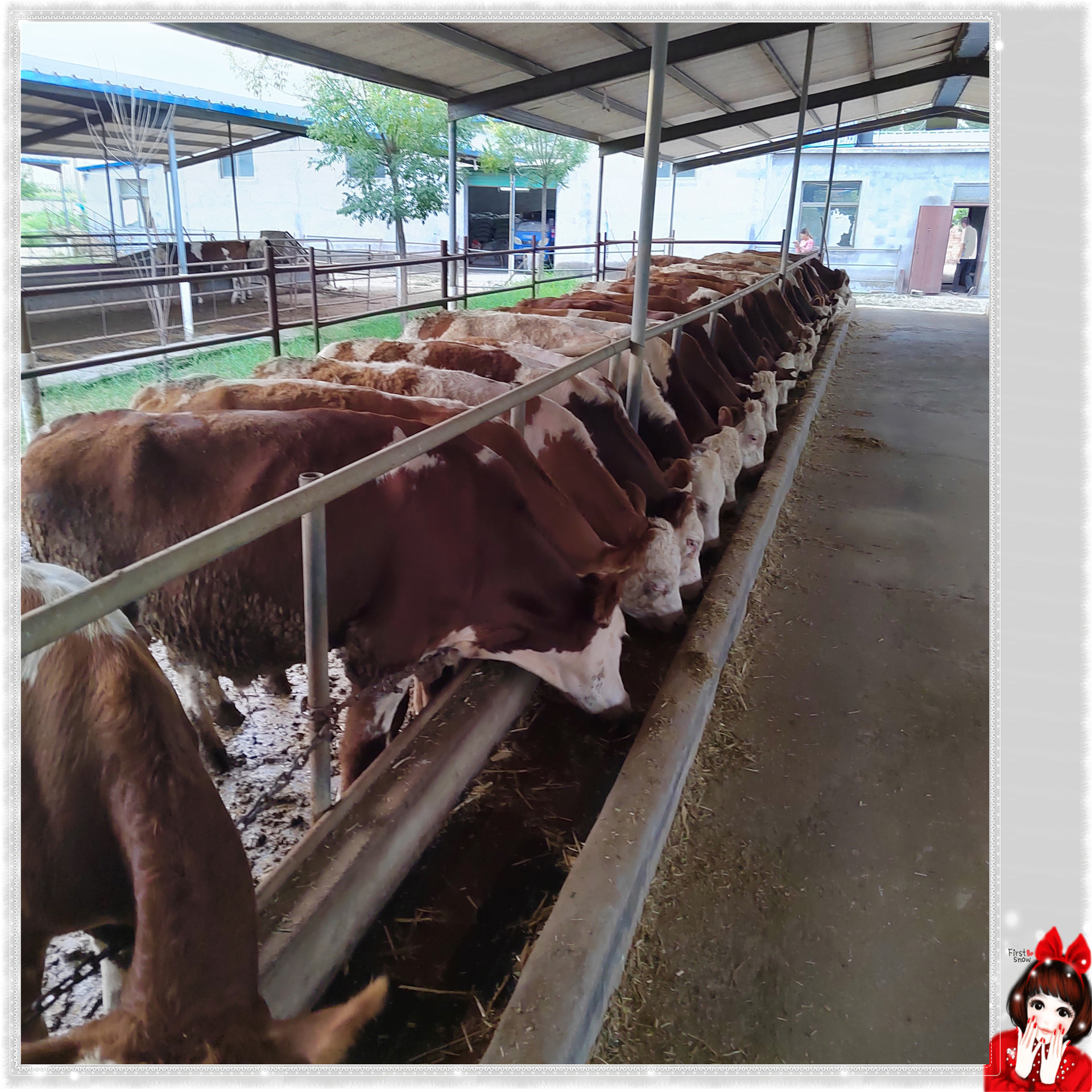 易养殖西门塔尔牛 杂交散养公牛 现代 脱温小牛苗 骨骼结实四肢强