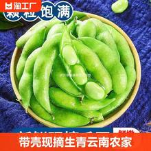 新鲜毛豆 带壳现摘嫩黄豆生青豆角毛豆仁云南农家时令蔬菜5斤包邮