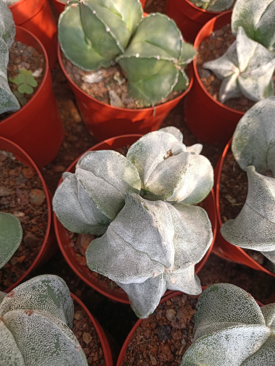 多头鸾凤玉2头起