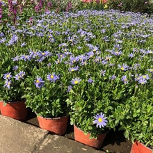 蓝色玛格丽特花盆栽 花境开花观花植物 成都园林绿化工程苗木地被