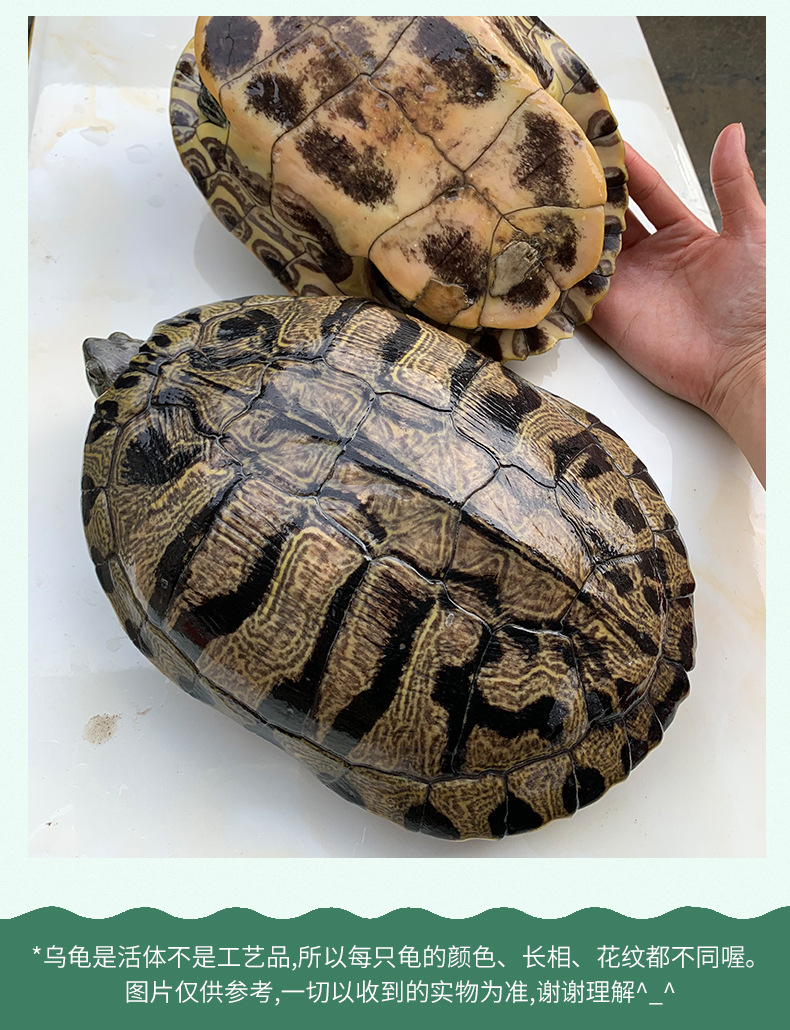 外塘商品龟大巴西龟种龟乌龟活体黄金巴西龟下蛋龟2-5斤乌龟批发