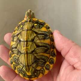 稀有花纹大红头孔雀明王观赏变异巴西龟