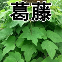 葛藤种子葛根爬山虎牵牛花油麻藤山边坡矿区绿化护坡爬藤植物种籽