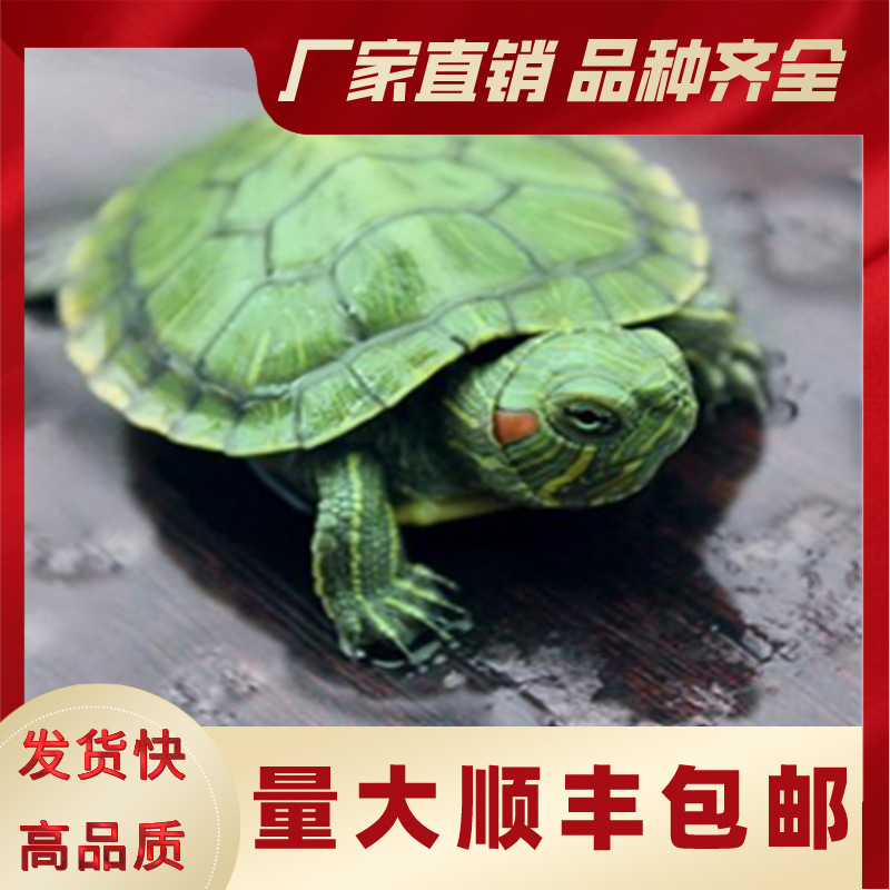 乌龟彩龟巴西龟中华草龟花龟食用鳄龟水鱼龟长寿龟放生龟鱼缸批发