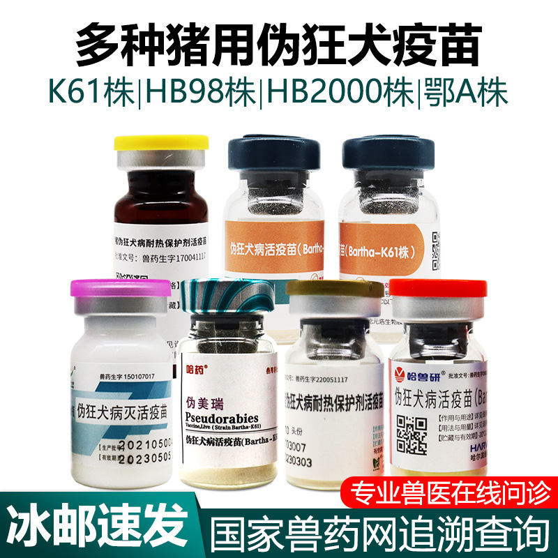 猪用伪狂犬活疫苗母猪小猪伪狂犬灭活疫苗中牧k61株98株猪用兽药