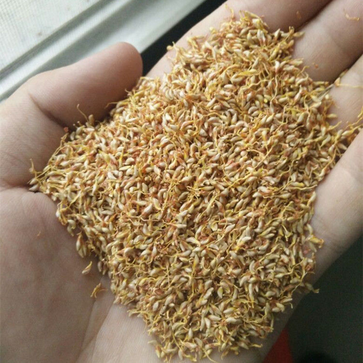 野生冰粉籽手搓凉粉籽薜荔籽免不加石灰冰子商用木莲凉粉果爱玉籽