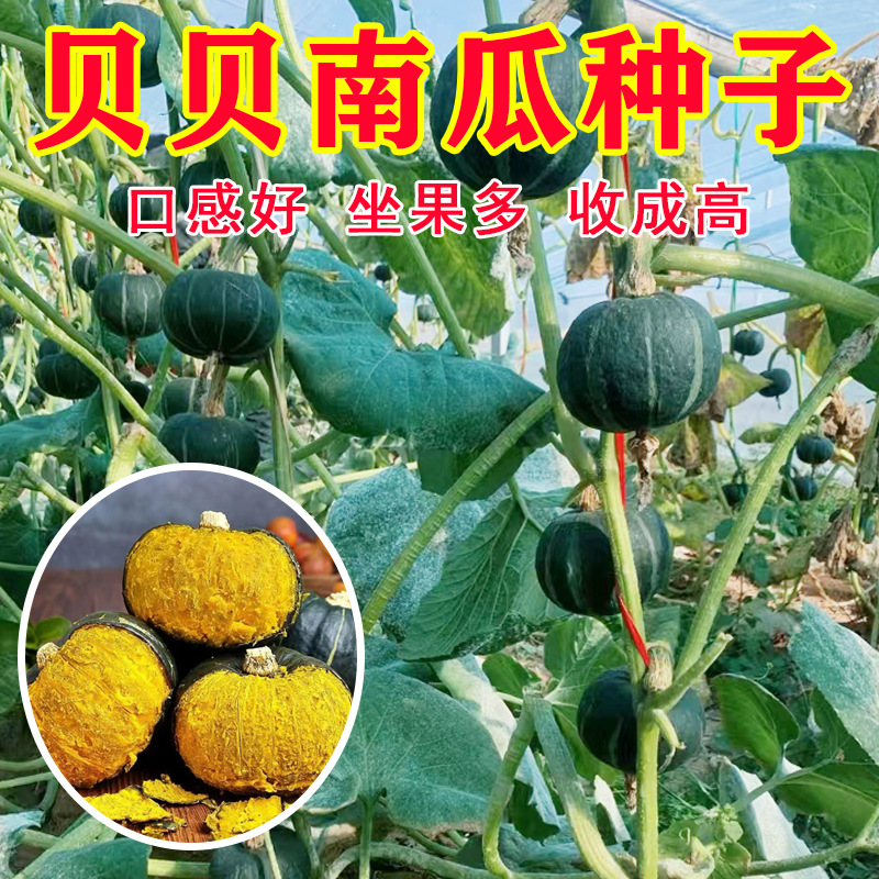 威尔蜜黑贝高小南瓜种子板栗味种籽大全蔬菜种子批发粉糯香甜南瓜