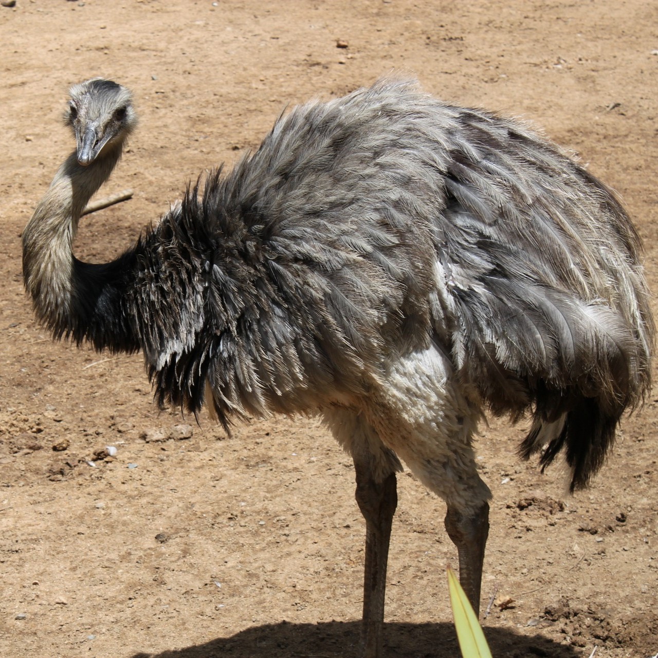 鸵鸟幼苗非洲鸵鸟澳洲脱温鸸鹋幼崽活体公母养殖-阿里巴巴