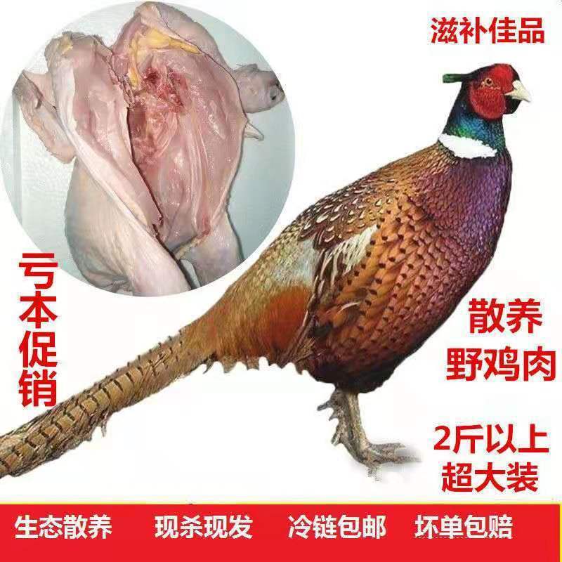 农家野味散养七彩山鸡公山鸡母山鸡活体现山鸡肉雉鸡新鲜鸡肉