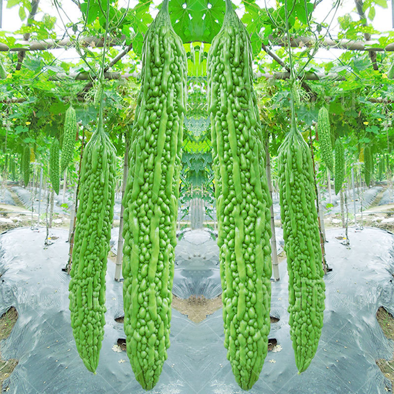 翠竹苦瓜种籽油绿大肉绿长苦瓜种子春夏秋季四季庭院农家蔬菜种孑