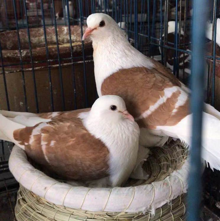鸽子观赏鸽子