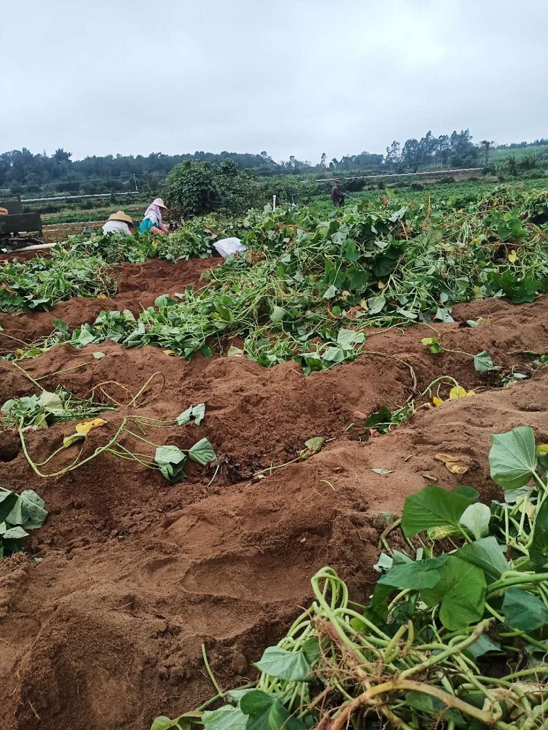 海南正宗澄迈富硒桥头地瓜沙地红薯粉糯黄心板栗番薯现挖一件代发