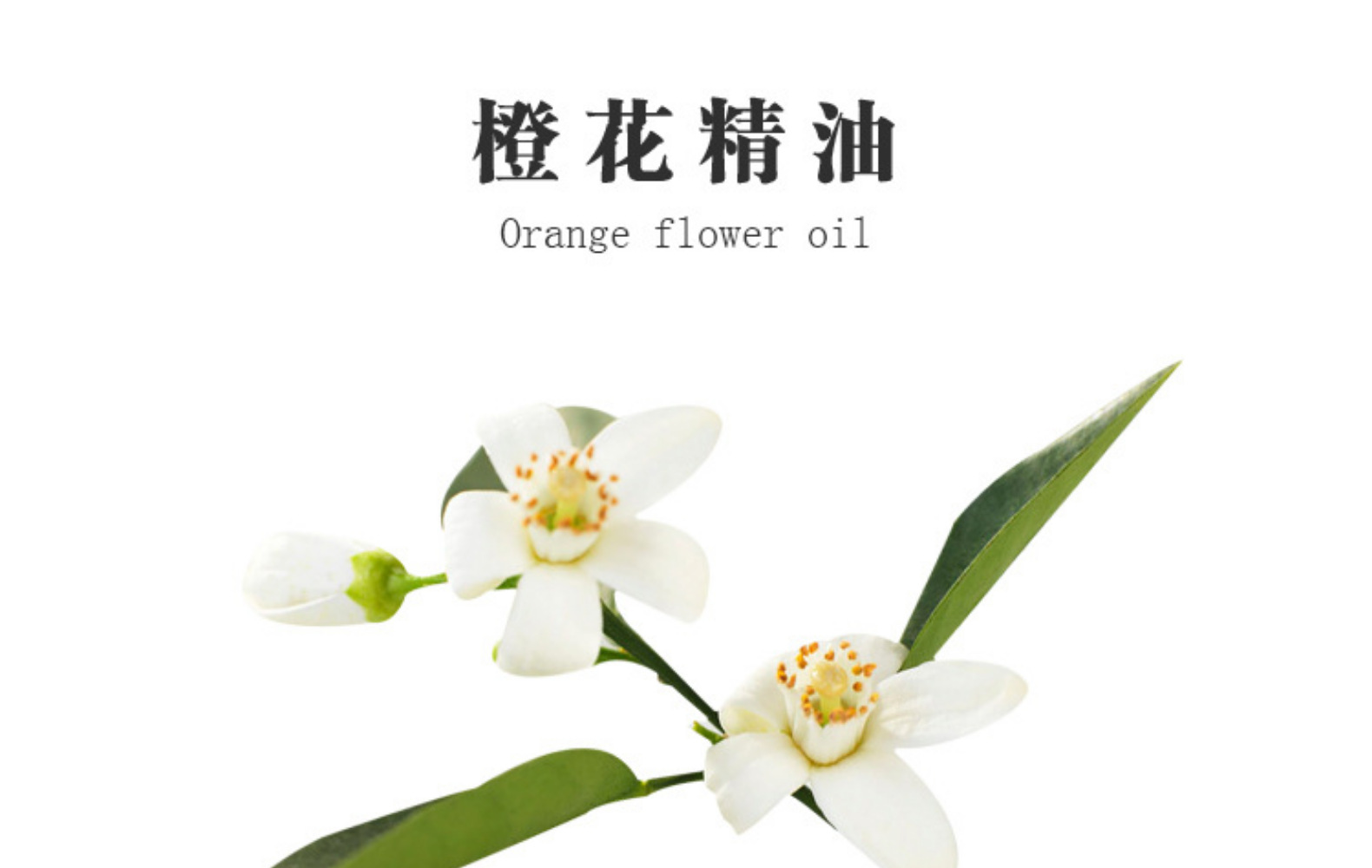 进口橙花单方精油植物香薰精油芳疗扩香原料厂家按摩油加工