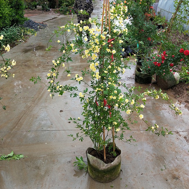 红木香花四季红色爬藤植物特大花苗盆栽攀爬带香花卉苗木基地批发